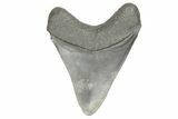 3.58" Fossil Megalodon Tooth - South Carolina - #190248-1